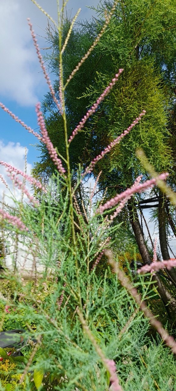 Cây giống Tùng hồng (pink Cascade) dễ trồng ra hoa quanh năm ở khí hậu nóng