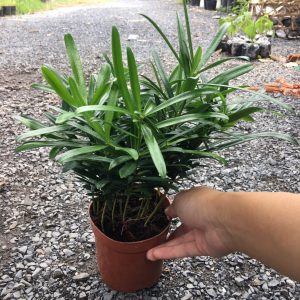 Cây tùng la hán - Cây phong thủy để  bàn