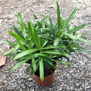 Cây tùng la hán - Cây phong thủy để  bàn