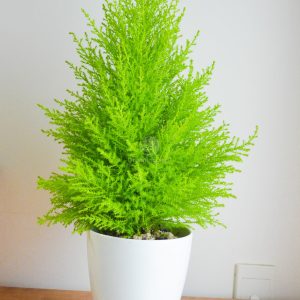 Cây giống Cây Sơn Tùng size lớn (trang trí Noel) - cao 70cm(2 màu)