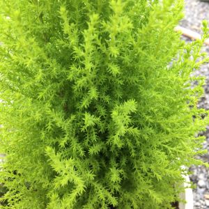 Cây giống Cây Sơn Tùng size lớn (trang trí Noel) - cao 70cm(2 màu)