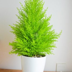 Cây giống Cây Sơn Tùng size lớn (trang trí Noel) - cao 70cm(2 màu)