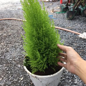 Chậu cây Tùng Thơm phong thủy và làm đẹp nhà cửa cho gia chủ