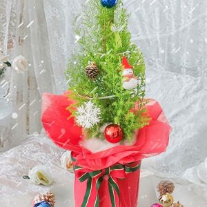 Cây giống Cây Sơn Tùng size lớn (trang trí Noel) - cao 70cm(2 màu)