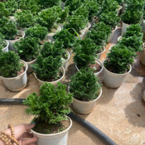 Cây giống Tùng Trắc - Trắc Tùng, Trắc Xoắn