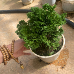 Cây giống Tùng Trắc - Trắc Tùng, Trắc Xoắn