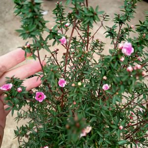 Cây Nhất Chi Mai - Tùng Tuyết Mai hàng sẵn nụ - cây đang nụ hoặc đang hoa