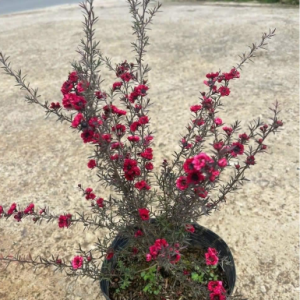 Chậu cây giống Tùng Tuyết Mai hoa đỏ