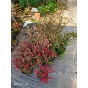 Chậu cây giống Tùng Tuyết Mai hoa đỏ