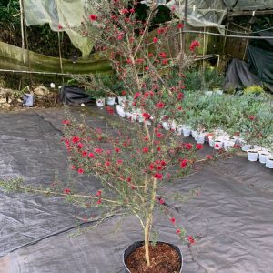 Chậu cây Tùng Tuyết Mai hoa đỏ size >1m2