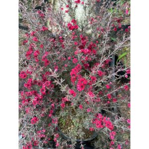 Chậu cây giống Tùng Tuyết Mai hoa đỏ