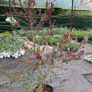 Chậu cây Tùng Tuyết Mai hoa đỏ size >1m2