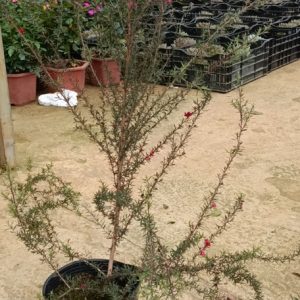 Chậu cây Tùng Tuyết Mai hoa đỏ size >1m2