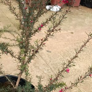 Chậu cây Tùng Tuyết Mai hoa đỏ size >1m2