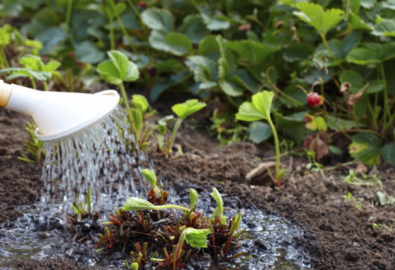 tuoi-nuoc-cho-ngo-dau-tay-3 NGÓ DÂU TÂY CHỊU NHIỆT