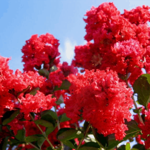 Tường vy hoa đỏ C10