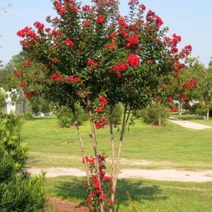 Tường vy hoa đỏ C10