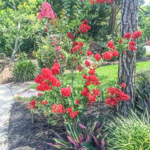 Tường vy hoa đỏ C10