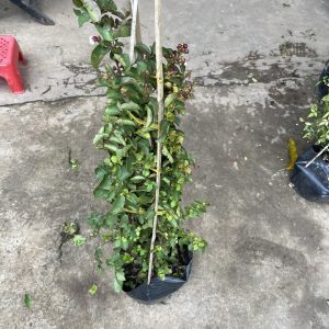 Tường vy hoa đỏ C10