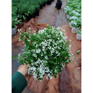 Cây hoa tuyết cầu chậu treo