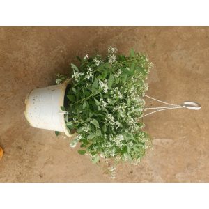 Cây hoa tuyết cầu chậu treo