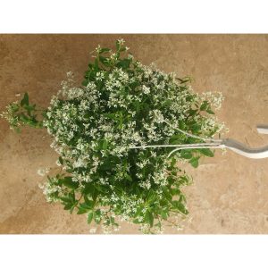 Cây hoa tuyết cầu chậu treo