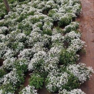 Cây hoa tuyết cầu chậu treo