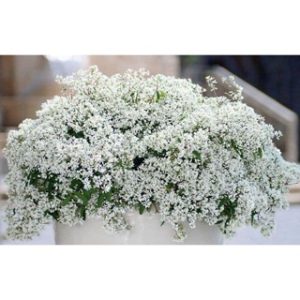 Cây hoa tuyết cầu chậu treo