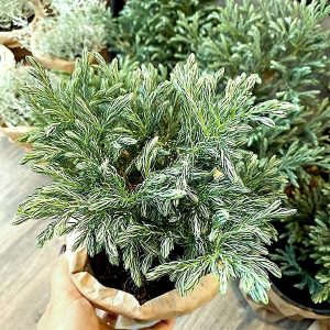 Chậu cây tuyết tùng - giao cây cao khoảng 20-25cm