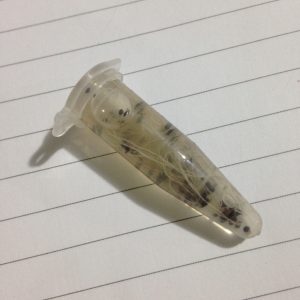 Tuýp 20 hạt giống hoa súng Thái F1 mix 8 màu đã kích rễ sẵn