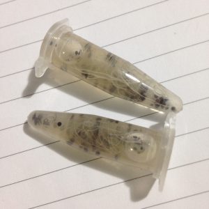 Tuýp 20 hạt giống hoa súng Thái F1 mix 8 màu đã kích rễ sẵn