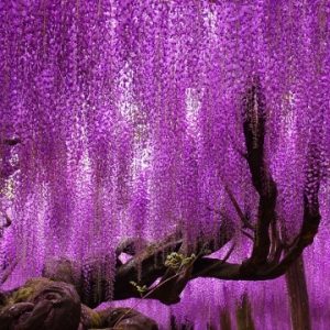 Tử đằng thân gỗ cao 50-80cm