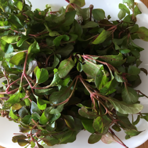 Chậu cây giống rau dền Nhật - cải Xoong Nhât- giống rau bổ dưỡng cực dễ trồng