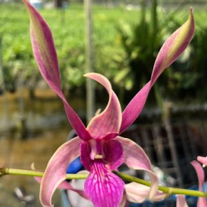 Chậu cây lan dendro nắng tai Thỏ Đỏ - Hoa bền, màu sắc tươi sáng rất lâu tàn