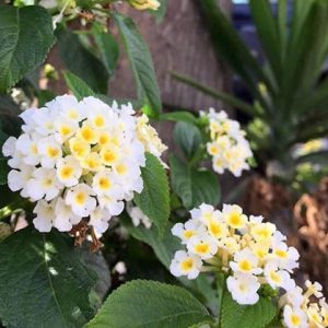 Chậu cây giống hoa ngũ sắc màu trắng rũ - Màu hiếm dành cho khách sưu tầm