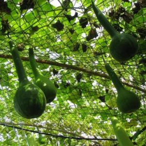 Gói 5 HẠT hạt giống Bầu Thiên Nga