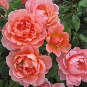 [Cây giống hoa] hồng Sweet Fragrance size chậu C9 - CayGiongTot