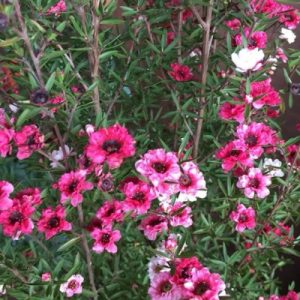 Cây Nhất Chi Mai - Tùng Tuyết Mai hàng sẵn nụ - cây đang nụ hoặc đang hoa