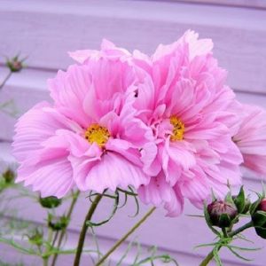 Gói 0.2GR hạt giống hoa Sao Tím Kép Nhiều Màu