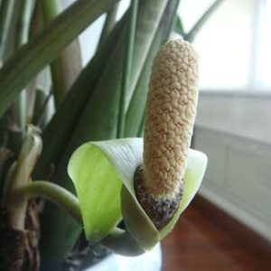 Cây giống Kim Tiền (Kim Phát Tài) - CayGiongTot