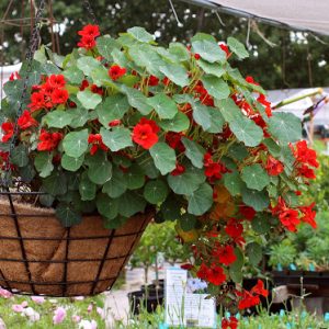 Gói 1GR hạt giống hoa Sen Cạn Nhiều Màu (Dây leo)