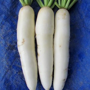 Gói 20GR hạt giống Củ Cải Trắng Bạch Tuyết