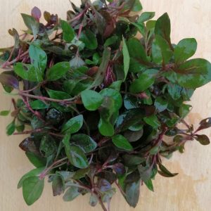 Chậu cây giống rau dền Nhật - cải Xoong Nhât- giống rau bổ dưỡng cực dễ trồng