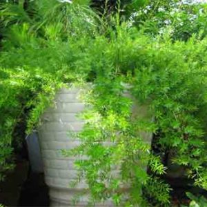 [Cây phong thủy] Thiên Môn Đông - CayGiongTot