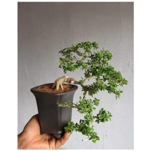 Cây giống Cần Thăng Bonsai mini - CayGiongTot