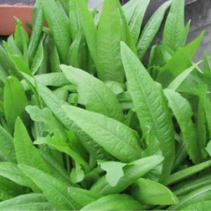 Gói 5GR hạt giống Rau Diếp Thơm (Cải Nhíp)