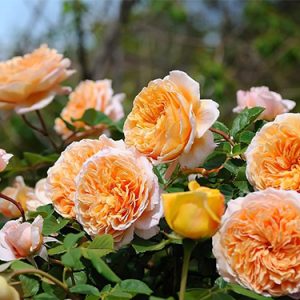 [Cây giống Hoa] hồng LEO Crown Princess Margareta (hồng leo CPM) size chậu C9 - CayGiongTot