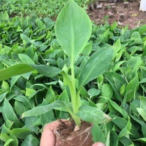 Cây giống chuối hoa thái (thân lùn) - CayGiongTot