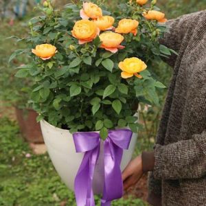 hồng ngoại tezza màu cam(siêu nụ)