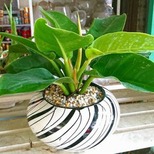 [Cây phong thủy] Trầu bà đế vương vàng - CayGiongTot